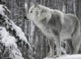 /album/wolven/images-1-jpg/
